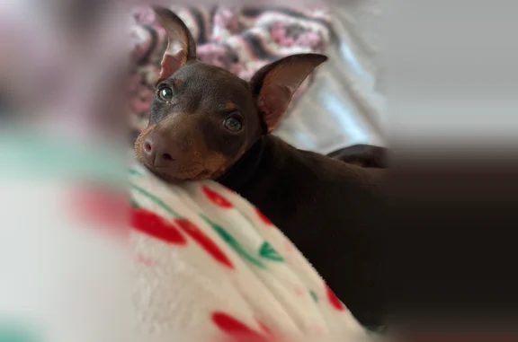 Lost dog, male, Southwest Stone Boulevard, Bentonville - brown miniature pincher with a green collar - photo