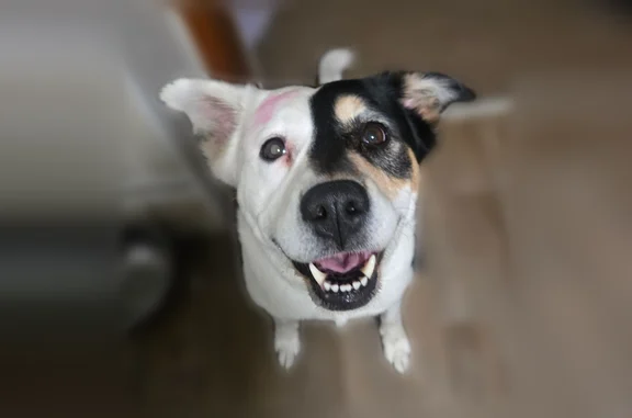 Lost dog, Linden Street, 217, Rupert, West Jordan - female aussie mix, 8 years old - photo