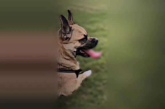 Lost dog, Northeast 20th Street, 913, Grand Prairie - male, tan/brown - photo