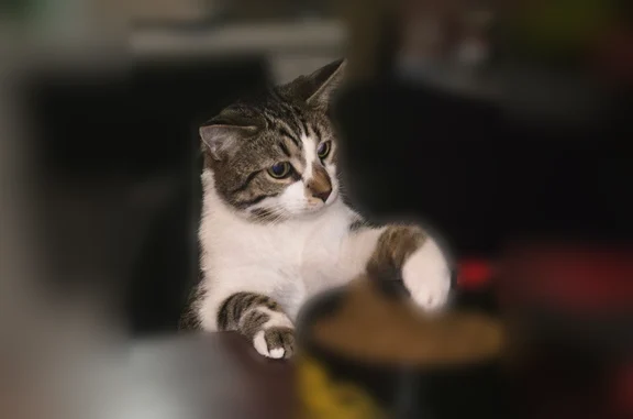 Lost pets Pittsburgh, photo: Lost cat, Forty Second Street, 3222, Canfield, Pittsburgh - male, gray and brown tabby with white underbelly