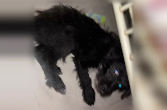 Lost dog, East Wyatt Street, Tucson - female terrier mix, small, all black with a white chest spot - photo