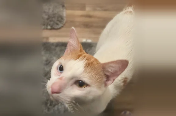 Found cat Blaine, photo: Found cat, Baltimore Street Northeast, Blaine - male, white and orange, one blue eye, one honey-colored eye