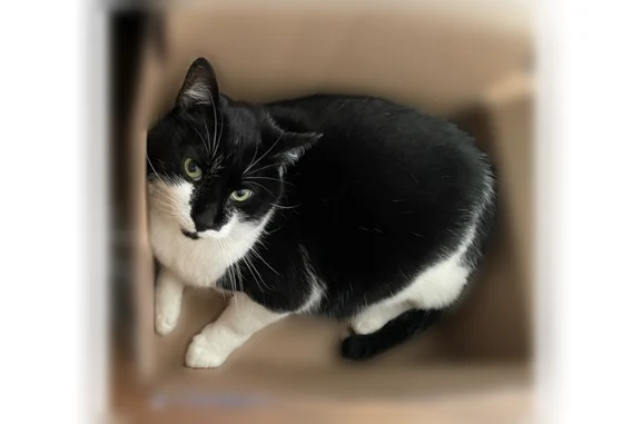 Lost pets Brandywine, photo: Lost cat, Brandywine, Maryland