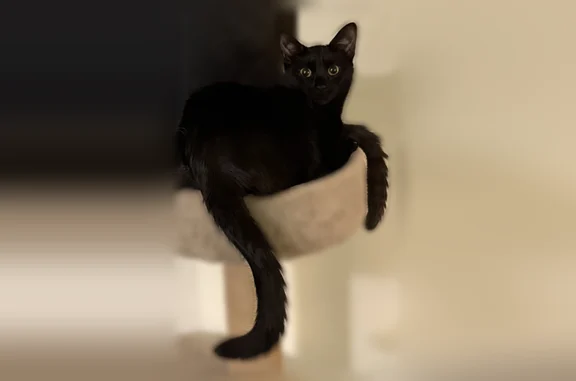 Lost cat, Polynesian Lane, 6597, Glen Burnie - female black cat with yellow eyes - photo