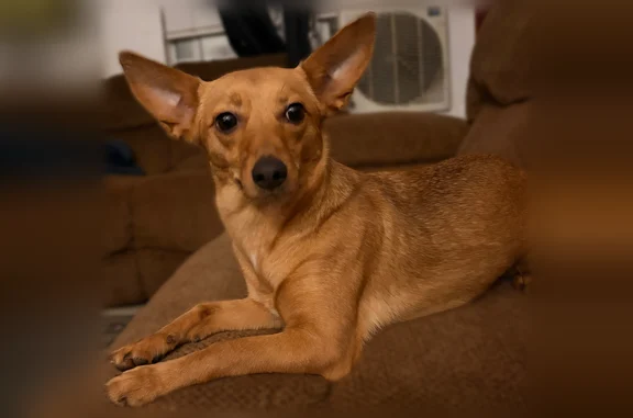 Lost pets Homeland, photo: Lost dog, Pinacate Road, 32900, Homeland