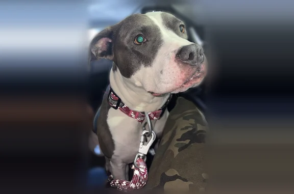 Lost dog, Kerr Parkway, 50, Lake Oswego - grey and white pitbull with a patchy tail - photo