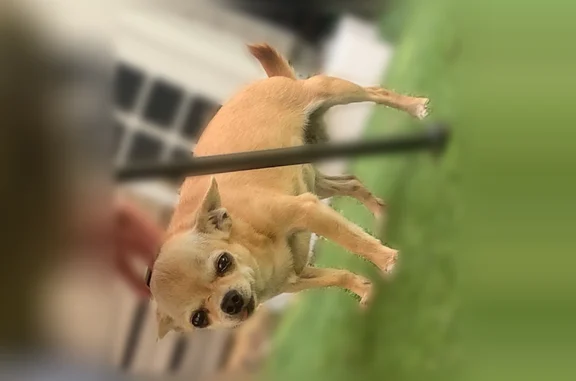 Chien perdu, Avenue Jean-Jacques Rousseau, 149, Carrières-sur-Seine - femelle chihuahua beige/caramel - photo