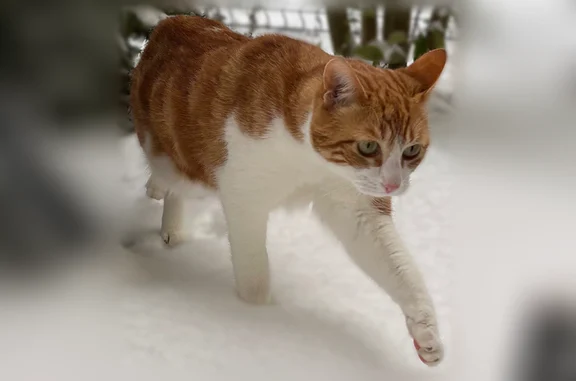 Chat perdu mâle, Rue Claude Mouchel, 34, Villabé, Paris - roux et blanc, tache blanche au dos - photo