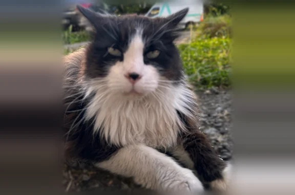 Chat perdu, Rue du Docteur Schweitzer, Metz - très gentille et câline - photo