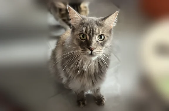 Perdu chat femelle, Allée des Lilas, 5, Ayen, Objat - Maine Coon tricolore - photo