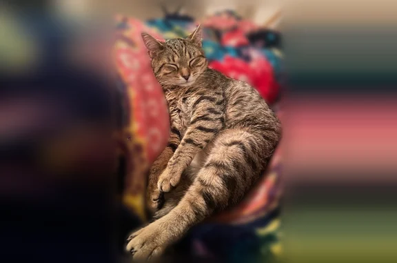 Chat perdu, femelle, Lille - tigrée et peureuse - photo