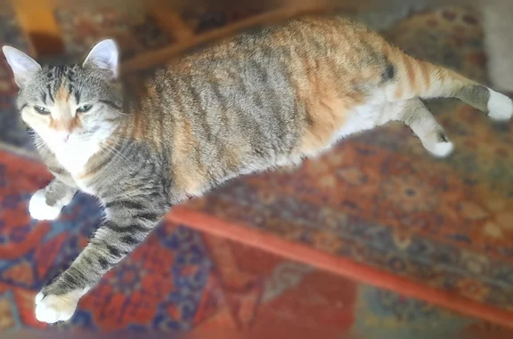 Perdu chat femelle, Avenue Laplace, 59, Arcueil, Boulogne-Billancourt - craintive, yeux verts - photo