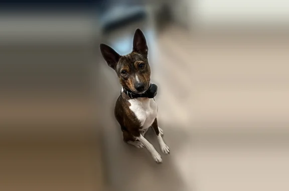 Lost dog, male, Dallas Parkway, 15480, Dallas - brindle and white with a remote collar - photo