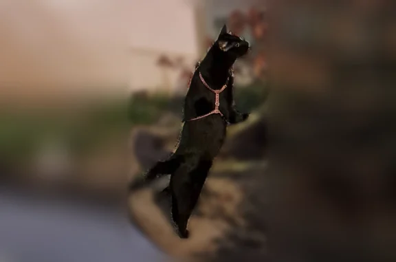 Chat perdu mâle, Rue d'Anjou, Ombrée d'Anjou, Pouancé - tout noir - photo