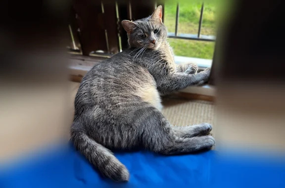 Perdu chat femelle, Rue de la Bonne Rencontre, Franconville, Paris - tigré gris et beige - photo