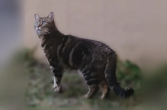 Chat perdu, Rue Saint-Blaise, 10, Bagnères-de-Bigorre, Paris - femelle tigrée, pucée - photo