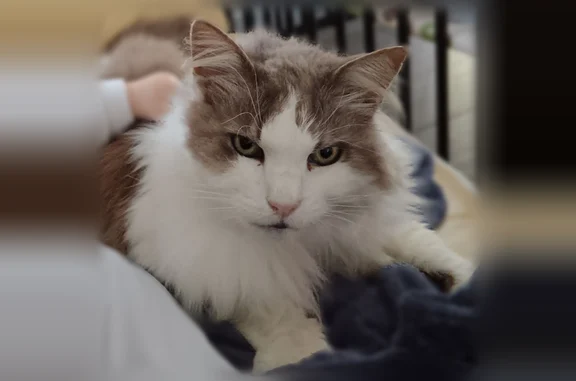 Chat perdu mâle, Montreuil, 11, Montauban-de-Bretagne - gris et blanc - photo