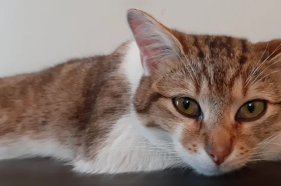 Chat perdu mâle, Boulevard Haguenau, 17, Marseille - plaie au cou - photo