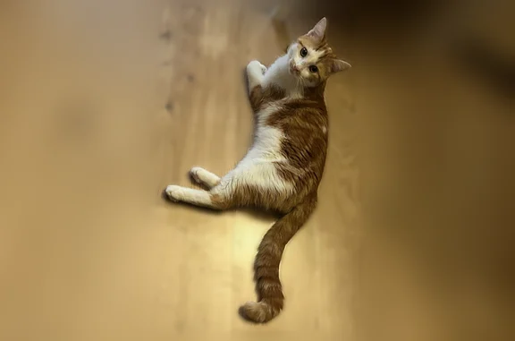 Chat perdu mâle, Rue de Neuilly, 55, Puteaux - roux et blanc - photo
