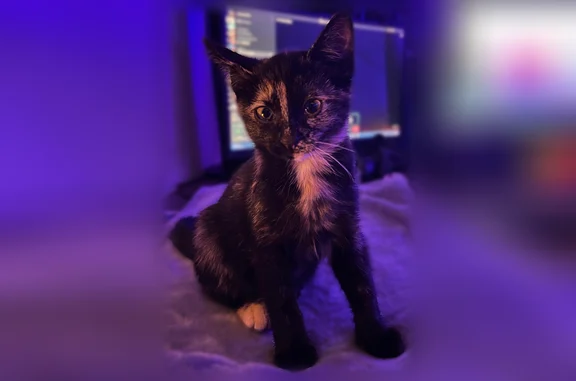Chat perdu, Rue Lamartine, 46, Sérignan, Dijon - femelle - photo