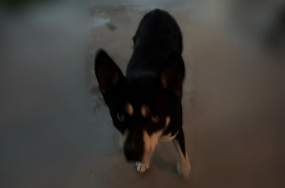 Found pets Indianapolis, photo: Found dog, Monument Circle, 1, Indianapolis