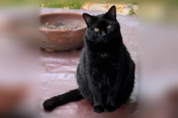 Lost pets Fort Collins, photo: Lost cat, male, Chippewa Court, 929, Fort Collins — large black tuxedo cat