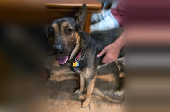 German shepherd, male Collar, IDs not registered