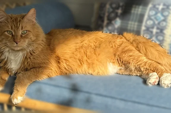 Lost pets Edgewood, photo: Lost cat, Dell Street, 185, Edgewood - orange and white with a bent tail, green eyes