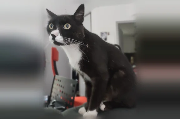 Chat perdu mâle, Boulevard Aristide Briand, Muret, Paris — blessure à la patte avant gauche - photo