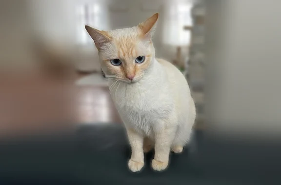 Lost pets River Grove, photo: Lost cat, West Windsor Avenue, 5312, River Grove - female, white with orange spots