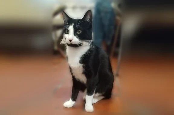 Chat perdu femelle, Rue Émile Zola, 8, Malakoff - petite chatte noire et blanche - photo