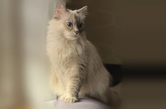 Chat perdu, Rue de Ferrette, 22, Ferrette — femelle stérilisée, sans collier - photo