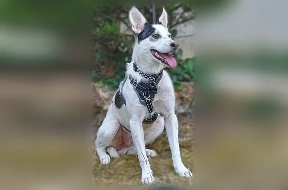Chien disparu Garçon, Montgeron (fl596969) - photo