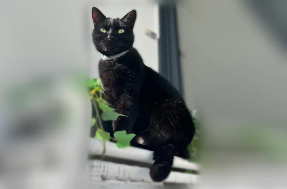 Chat perdu, Rue René Valin, 1, Fontaine-la-Mallet - femelle, stérilisée, collier gris seresto - photo