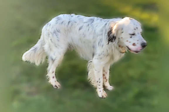 Perdu chien mâle, Chemin du Coural, Labastide-Saint-Pierre, Labastide-Saint-Pierre - setter anglais - photo