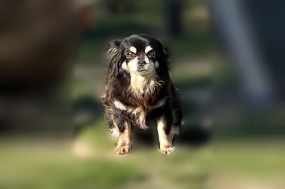 Chien perdu, Rue de l'Oise, 30, Méry-sur-Oise - femelle - photo