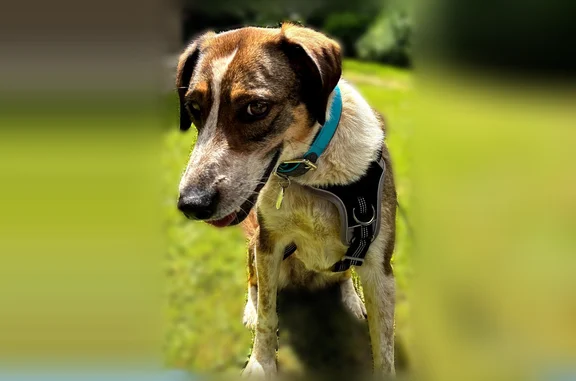 Chien perdu femelle, Sentier de la Basse ville, Bousbecque, Calais - marron et blanche, collier bleu turquoise - photo