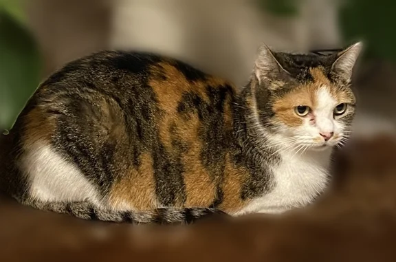 Perdu chat femelle, Rue du Capitaine Ferber, 21, Lille - tricolore, yeux verts - photo