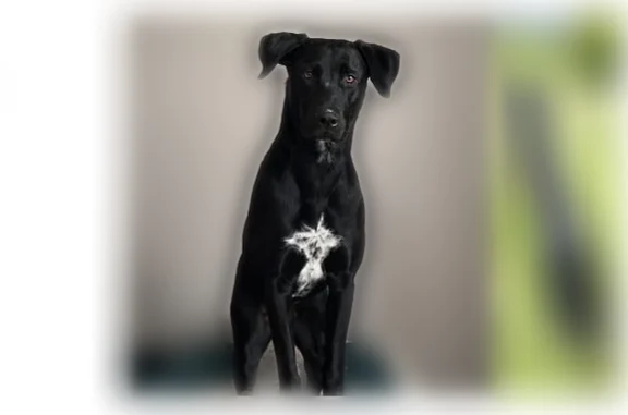 Perdu chien femelle, Montigny-lès-Metz — toute noire avec une tache blanche mouchetée sur le poitrail - photo