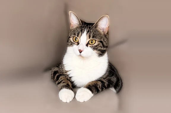 Chat perdu, Boulevard Michel Montaigne, Sarcelles - femelle, tâche sur le nez - photo