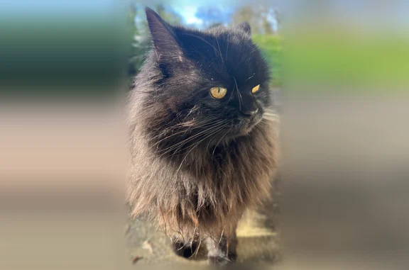 Perdu chat femelle, Rue des Prés, Pléneuf-Val-André, Paris — robe noire, yeux jaunes - photo