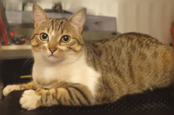 Chat perdu, Rue Marcel Pagnol, 10, Veynes, Lyon - femelle, tigrée - photo