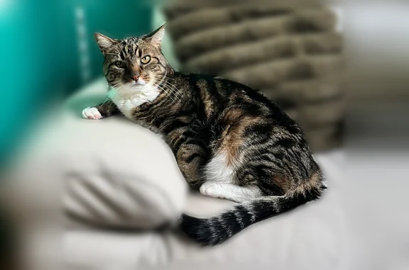 Chat perdu, La Roche-sur-Yon, photo: Chat perdu mâle, La Guibretière, 202, La Roche-sur-Yon - très craintif
