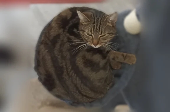 Chat perdu, Rue de la Rivoire, 59, Bourgoin-Jallieu - femelle tigrée, pucée - photo