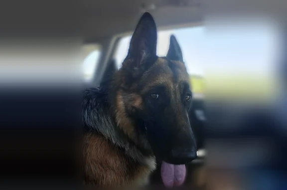 Trouver errant sur la route d'espujos vers 12h, berger allemand sans médaille avec juste un collier noire.