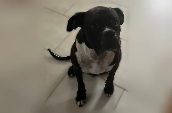 Chien perdu mâle, Le Lion-d'Angers, Nantes - labrador croisé boxer noir - photo