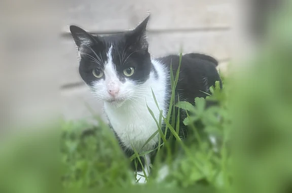 Chat perdu, Rue du 32è Régiment d'Infanterie, 9, Gien - femelle craintive - photo