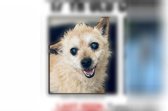 Lost pets Norfolk, photo: Lost dog, Nottingham Boulevard, Suffolk, Norfolk — female, deaf, hard of seeing