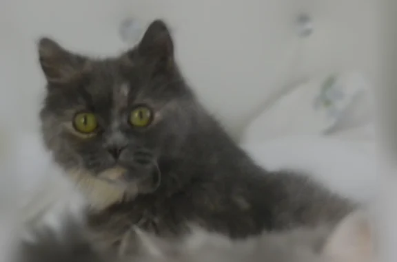 Chat perdu femelle, Chemin de la Berthaudière, Décines-Charpieu, Pierrelatte - persan gris, yeux jaunes - photo