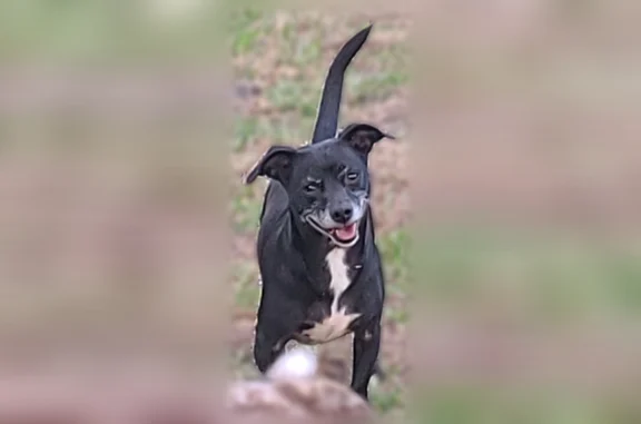 Lost dog, San Jose Boulevard, 9740, Jacksonville - female, black Chiweenie, chipped - photo